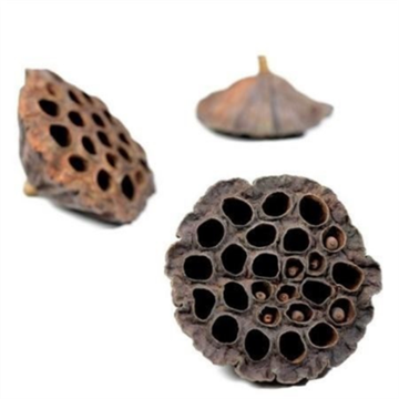 Lotus 10–12 cm 50 stk. 2. sortering